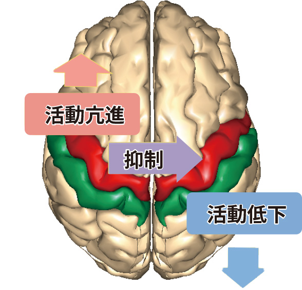 左右の大脳半球の働きの簡易図