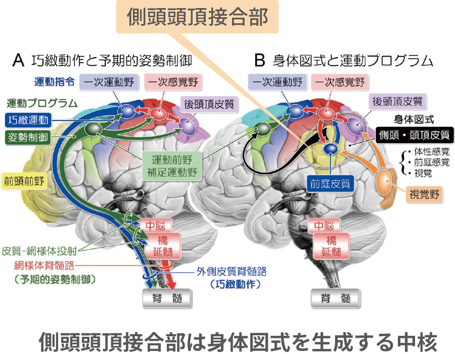 「巧緻動作と予期的姿勢制御」「身体図式と運動プログラム」の図版|側頭頭頂接合部は身体図式を生成する中核